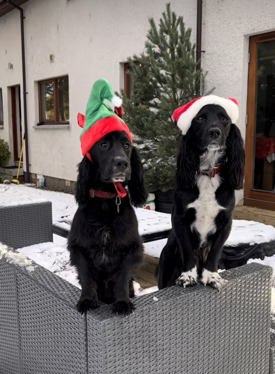 Merry Christmas from Santa Paws and his little helper 🎅🐾 #santaslittlehelper #MerryChristmas