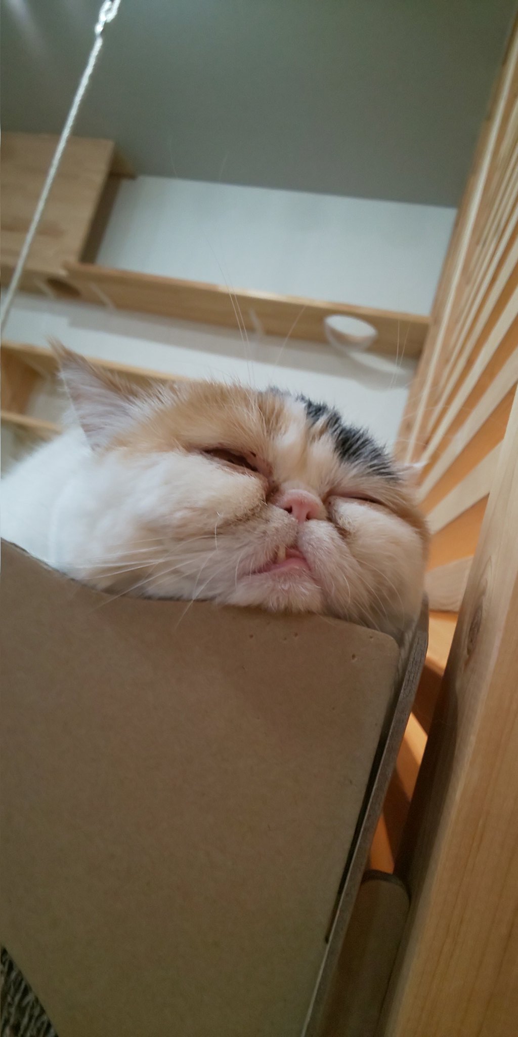 1人猫カフェ Twitter Search Twitter