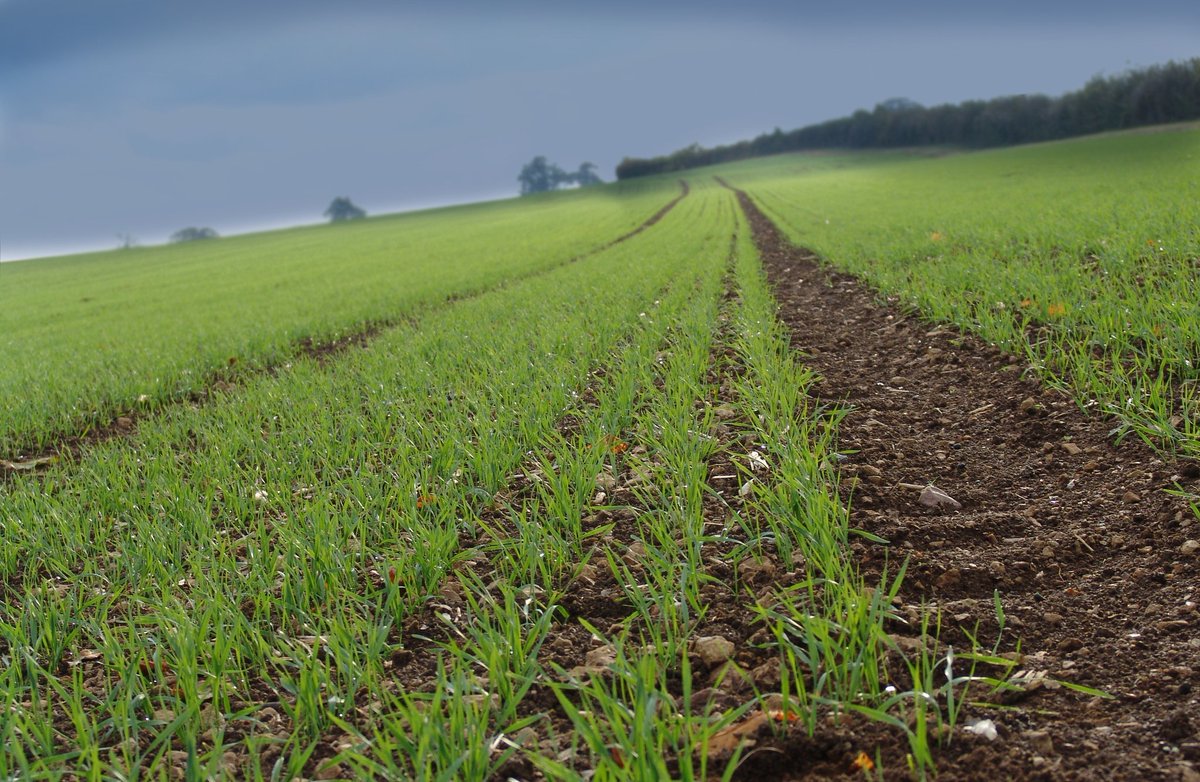 AICC1981's tweet image. Due to the continued growth of independent agronomy career opportunities are available now via AICC for graduates and established crop consultants. aicc.org.uk info@aicc.org.uk