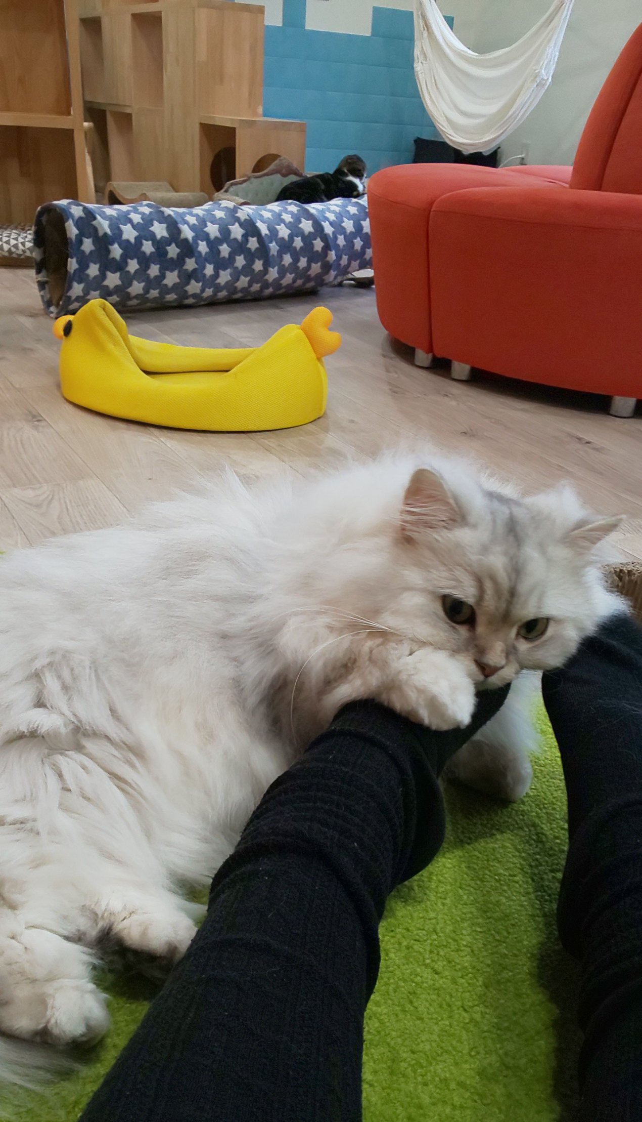 1人猫カフェ Twitter Search Twitter