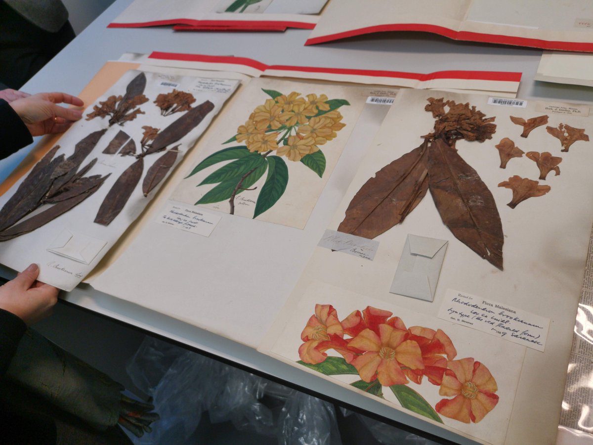 **🥁 Exciting News Drum-roll 🥁** 
🌿🔍🌷 CGE is expanding - we need a Special Collections Researcher to focus on identifying &amp; mobilising our Type collections in 2023! 🌸📚🌲
1 year Fixed Term 🍄🌾
Read more: tinyurl.com/39x6w3v2 🍍📰
Apply by 3rd Jan: tinyurl.com/4ky5acmj