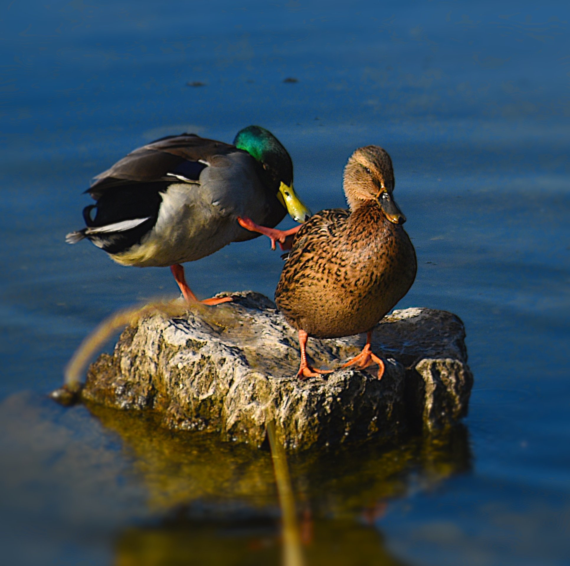 paul-o-shea-on-twitter-sykesjeff-how-about-a-pair-of-ducks-fighting