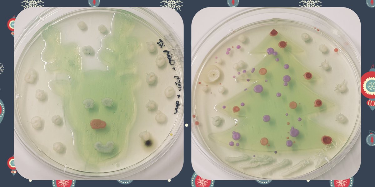 Merry Christmas from our research group with some of our yeast friends growing in holiday mood.