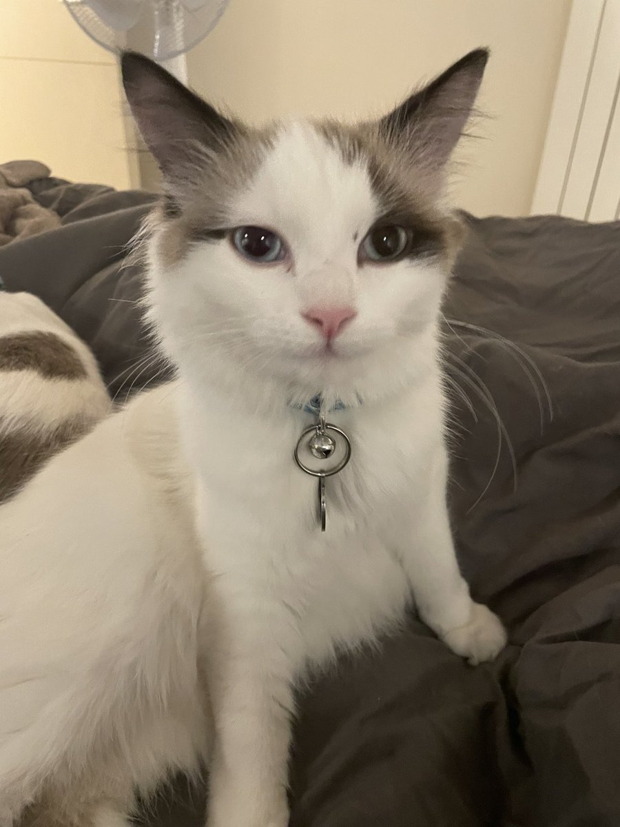 mooniemoonkitty's tweet photo. Happy Holidays to you all 🎄🥰 #kittenoftwitter #kittenontwitter #kitten #kittenoftheday #CatsOfTwitter #CatsOnTwitter #catoftheday #fluffykitten #adopted #fluffycat https://t.co/bAeIz11cXq