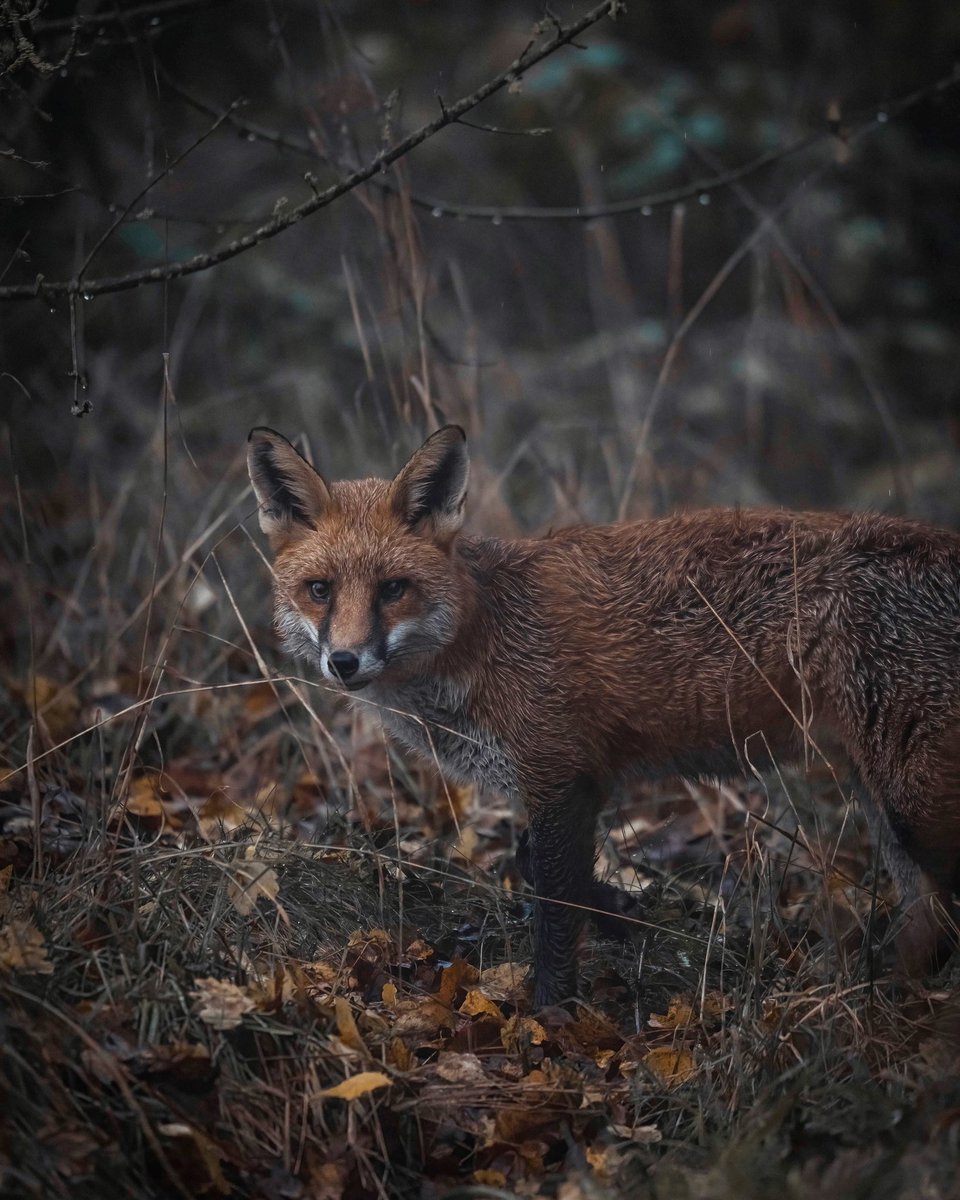 Craig Abbott tweet media