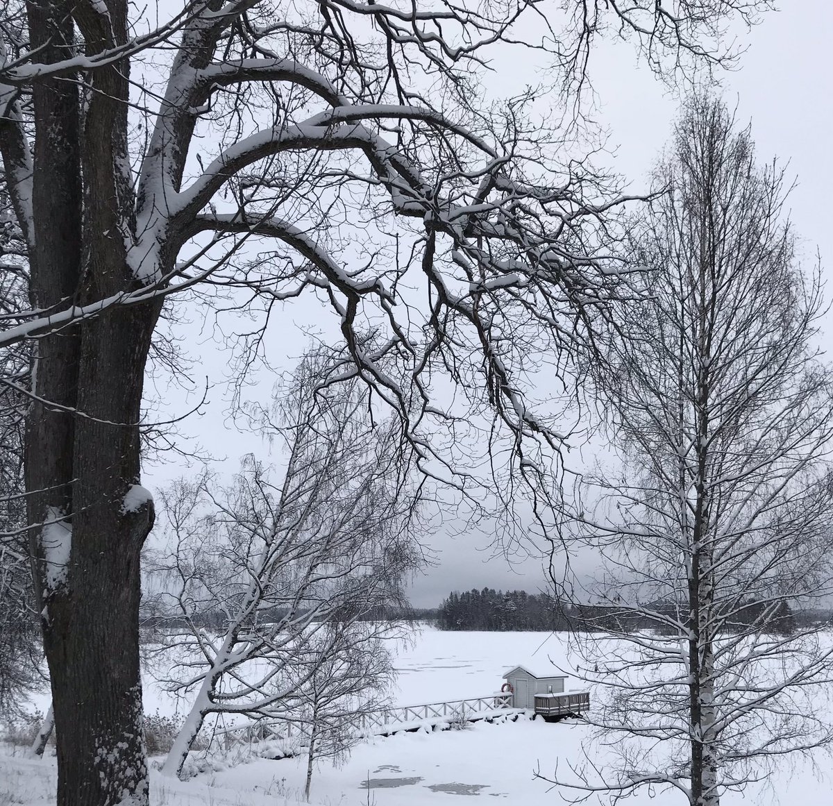 Rauhallista joulua! Näillä Pitkäniemen kulttuurihistoriallisilla rannoilla olemme kuvanneet Henrietta Lehtosen videoinstallaatiota uuteen psykiatriseen sairaalaan 🌲🌞❄️🎄🌳