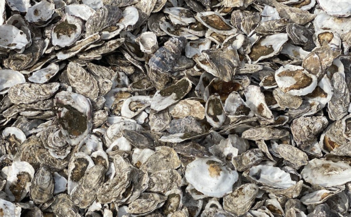 ecom_news's tweet photo. 🦪 Bassin de #Thau : Création d’un biomatériau à partir de déchets de coquilles d’#huîtres ! Explications dans notre article ! https://t.co/0ZKN1tsZZP @SMBT_Thau #BlueThauLab https://t.co/vp7y1KQZbs