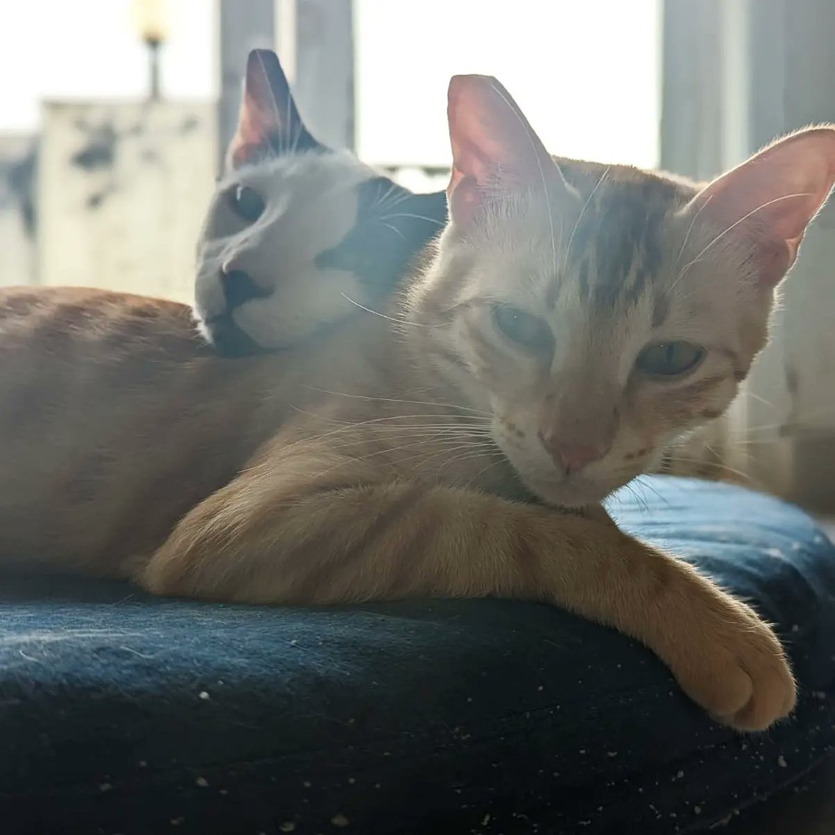 worldforall's tweet photo. URGENT FOSTER NEEDED from 24th Dec-2nd Jan in Mumbai! 
Please help Peach and Fuzz find a place for just these days? 

Contact- 9930165044 to help! 

#fosterappeal #urgent #cats https://t.co/KPJjwVYfO5
