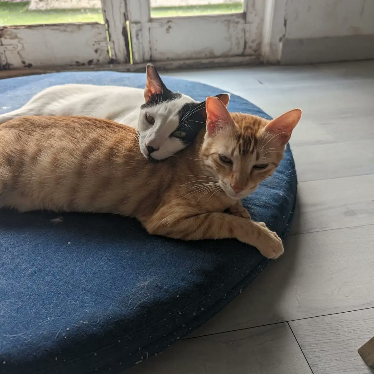 worldforall's tweet photo. URGENT FOSTER NEEDED from 24th Dec-2nd Jan in Mumbai! 
Please help Peach and Fuzz find a place for just these days? 

Contact- 9930165044 to help! 

#fosterappeal #urgent #cats https://t.co/KPJjwVYfO5