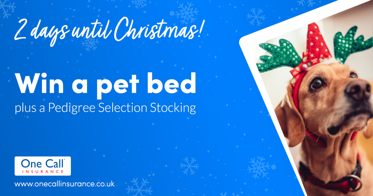 Head over to our Facebook page to be in with a chance of winning the pawfect Christmas gift for your pooch - a comfy pet bed plus a Pedigree stocking! 🐶🎄👉 bit.ly/3FTkyV3