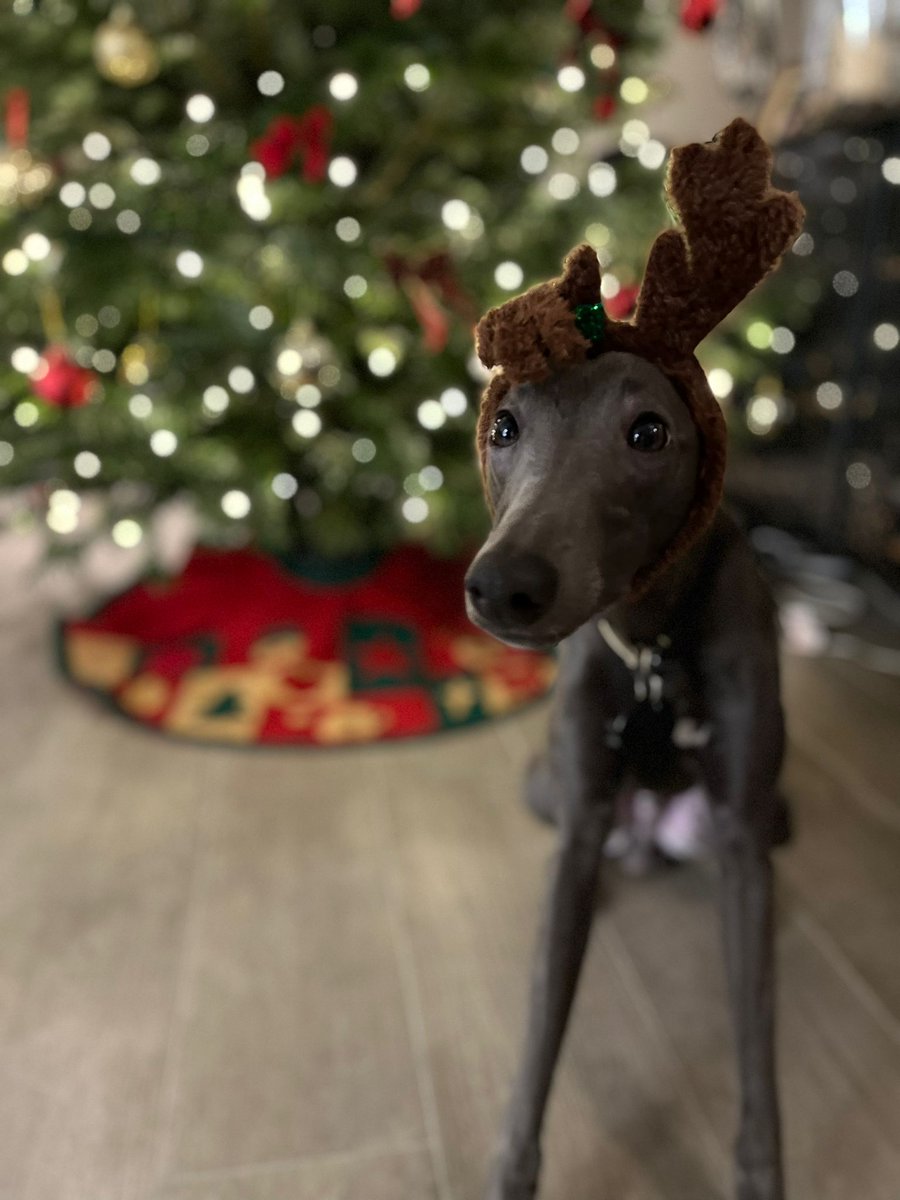 From all of us at Biodiversify and Vinny the 'reindeer', we'd like to wish everyone a safe and joyous holiday season. We hope this is a time filled with peace &amp; relaxation. Here's to another year of growth, learning and working together to impact nature positively! 🎄 ❄️ ☃️