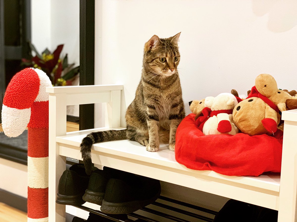 2 more days till Christmas!

#CatChristmas #ChocoboChweong