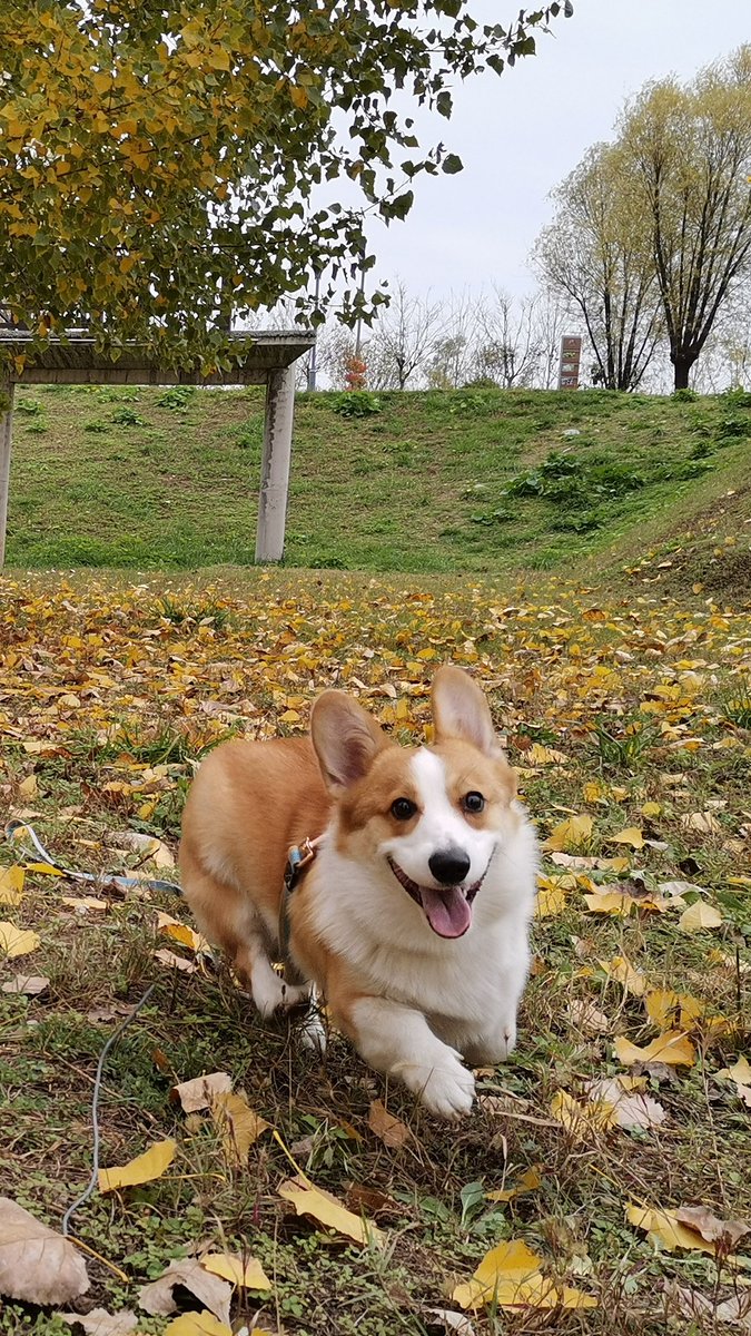 PetChain2's tweet photo. Come on, have fun together☀️☀️☀️
#dog #carnivore #tail #meatlover #lovemydogs #pets #animallover #wildlife #animalsaddict #whiskers #companiondog #fawn #snout #topdog #snoutout #dogphotos https://t.co/qxWdOaKS9t