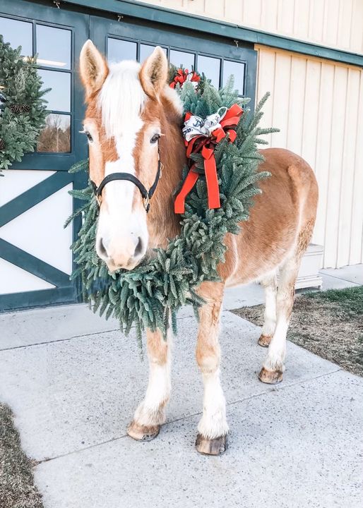 Mack is really getting into the Christmas spirit! #bySalamander