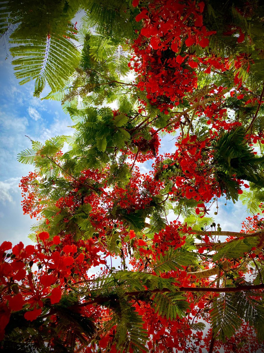 #Ecologie: Besoin en arbres d’alignements pour la BRT, qui sont des espèces (Ex: Flamboyants) plantées de manière linéaire et constante le long des routes/rues pour les orner et les ombrager…. <a href="/Macky_Sall/">Macky Sall</a> #kebetu #Senegal <a href="/villededakar/">Ville de Dakar</a>