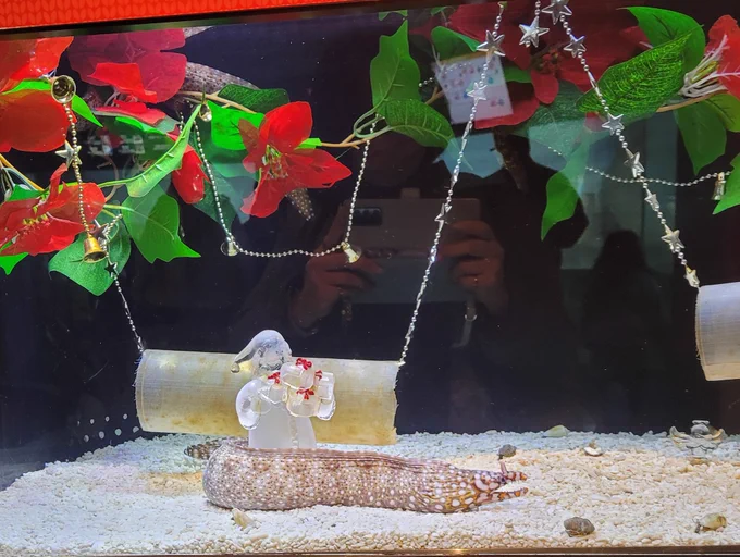 クリスマスウツボちゃん見てきた! 