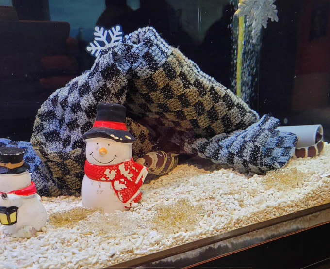 クリスマスウツボちゃん見てきた! 