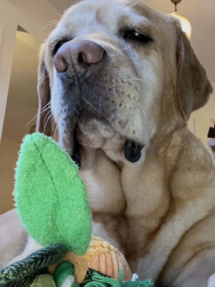 Wishing all my friends &amp; followers on #Twiter a Happy Christmas &amp; Happy &amp; Healthy 2023 and a big shoutout to all those animal Charities , animal advocates &amp; campaigners who make such a difference being the voice for those who need it . Keep up the good work 🙏