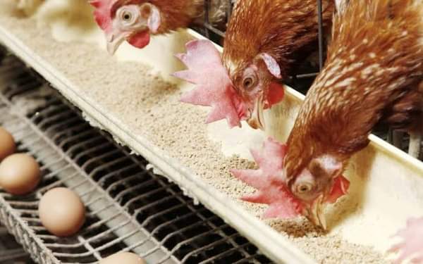 سقوط ماڤياا الأعلاف. الكشف عن تحالف بين مجموعة مصانع ومستوردين لإشعال أسعار الدواجن واللحوم
كشفت لجن...