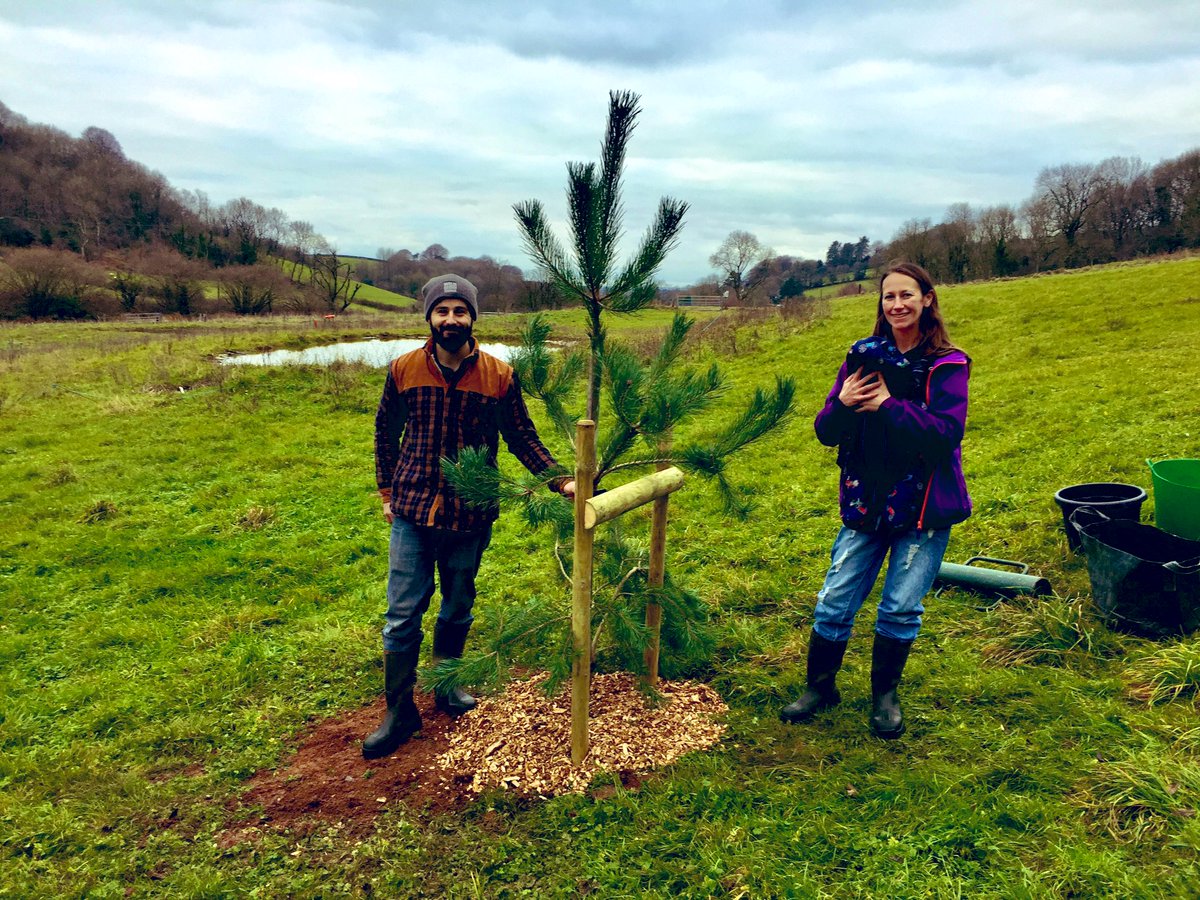 We’ve planted #50Trees for our 50th Anniversary this year, and what better tree to finish with this Christmas than a Scots Pine planted near Shipham!🎄 It’s our only native pine tree and fits into this part of Mendip well with small old clusters of conifers nearby #lovethemendips