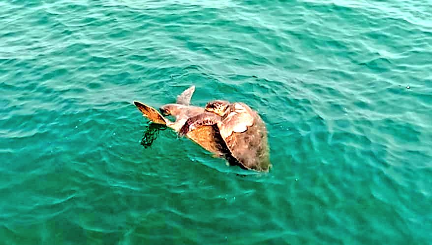 SoumyaMarineWL's tweet image. Dear @Twitter Friends,

Plz join to #SaveOliveRidley.👏

chat.whatsapp.com/F7rkp0YcPP28p2…

The Endangered Olive Ridleys migrate great distances in mass every year to our State 🇮🇳.

They are facing huge anthropogenic challenges during their congregation, mating &amp;amp; breeding at Devi.

#Odisha