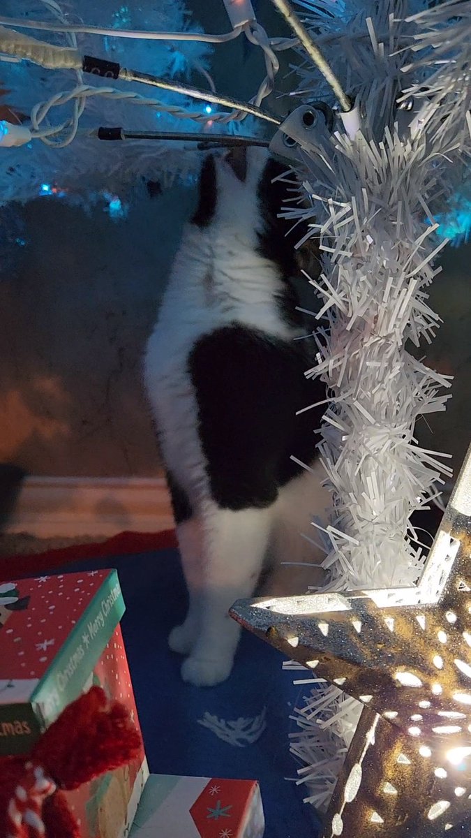 PrinceOreoTheS1's tweet photo. Just a nibble Mom ? #CatStar #catsoftiktok #cats  #catvschristmastree https://t.co/J0exj1Avot