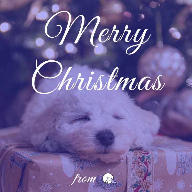 dogqio's tweet photo. It's almost Christmas! 🎄 May this Christmas be filled with happiness, and may joy remain in your soul for a long time! 🥂

#Christmas #DogQ https://t.co/9QhZdRdxGX