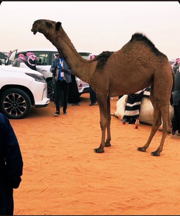 #ديم البـوادر🥇🤙
ل #بدر_الضبعاني 🔥