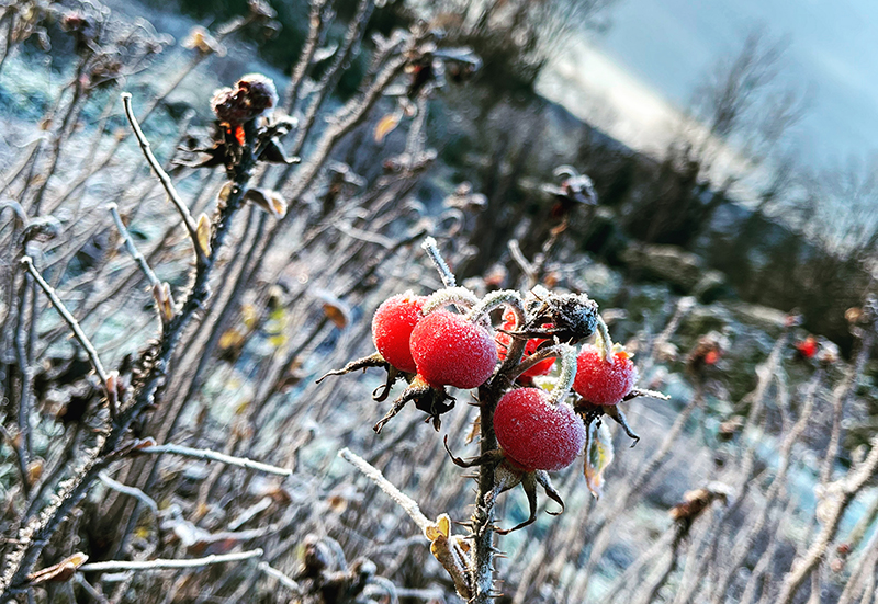 Happy Christmas! - mailchi.mp/pythousekitche…