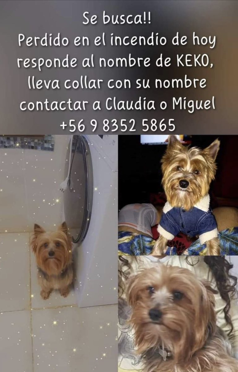 carolinapinoc's tweet photo. Se busca #perritoExtraviado #incendio RT https://t.co/83e08KlVxn