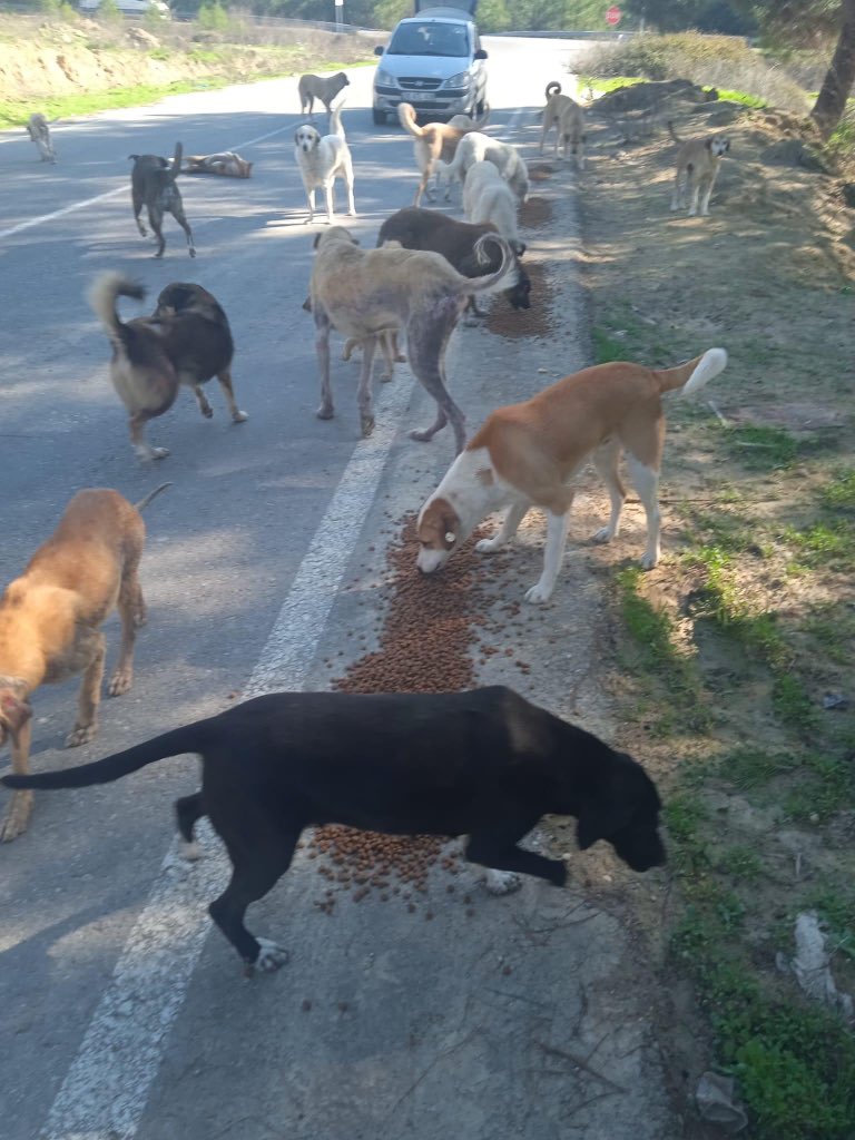 An alle Herrinnen und Sklave! Wie ihr wisst versorge ich Straßentiere hier in der Türkei und das Futter wird langsam knapp. Falls ihr 10-15 Euro spenden könntet wäre das wirklich sehr gut… die kleinen verhungern und ich komme nicht hinterher. Bitte retweeten