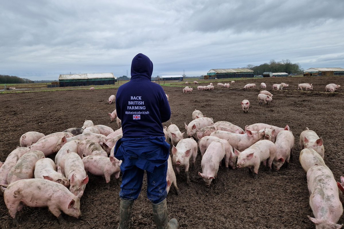 Day 23: back to my favourites - this time free range! Pigs are great animals to work with and produce some tasty food for us to eat - make sure you support our British pig farmers 🇬🇧🐖 >100 ❤️ and £10 goes to farming charities 👍 RT away... #BiteIntoBritish #BackBritishFarming