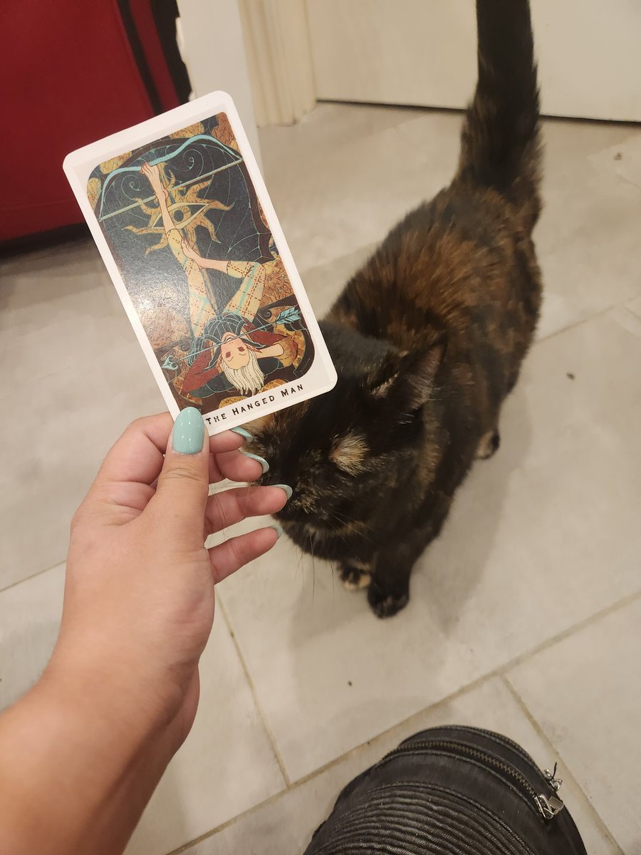 wobbletarot's tweet photo. here's a reading from my cousin Olive!!! she picked the hanged man!! she says that today is the perfect time to let go of all the recent negativity. ur free now, its not ur responsibility. now go thrive!!!!!

#tarot #tarotcat #dragonagetarot #hangedman #dailytarot #TarotReading https://t.co/FTIputKYb3