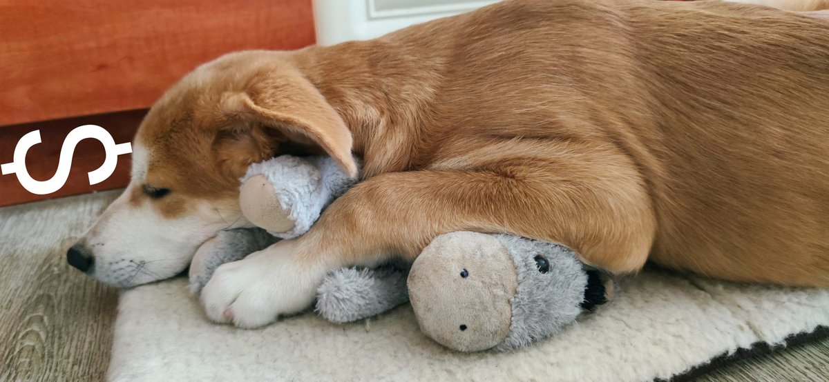 AlgoDollar's tweet photo. I'll give a Dollar🐕‍🦺, that love and friendship will win.

#AkitaLab 
#Labrakita 
#love https://t.co/WFed2ZDI9J