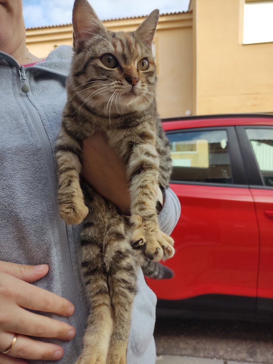 Nos hemos encontrado en la calle a esta gata. Es pequeña y muy mansa. Estamos intentando buscarle un hogar, si a alguien le interesa, que me hable. Está en Talavera la real (badajoz). Agradezco los rts para difundir.