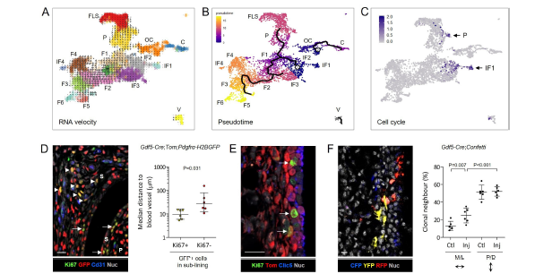 eular_ARD's tweet photo. Novel insights into fibroblast taxonomy:

▶️ link between ontogeny and phenotypic diversity
▶️ functional specialization in response to injury
▶️ Sox5 and Foxo1 emerged as key transcription factors

🔗 https://t.co/uCfv1vw4Ut https://t.co/eXaEw2aMFi