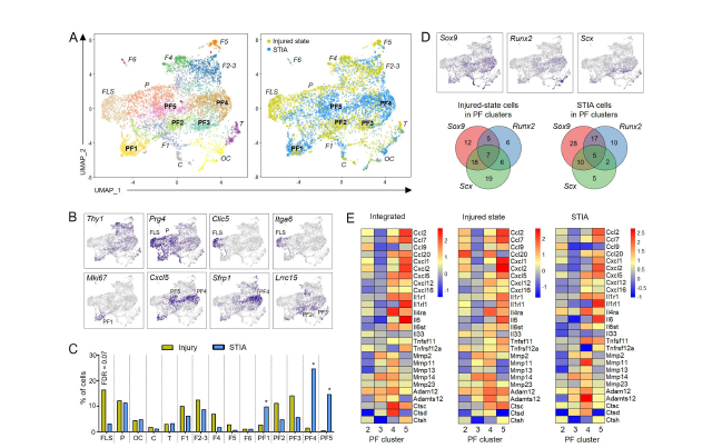 eular_ARD's tweet photo. Novel insights into fibroblast taxonomy:

▶️ link between ontogeny and phenotypic diversity
▶️ functional specialization in response to injury
▶️ Sox5 and Foxo1 emerged as key transcription factors

🔗 https://t.co/uCfv1vw4Ut https://t.co/eXaEw2aMFi
