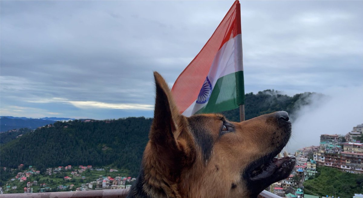 Henlo Twitter ❤️ This is me with my national flag🇮🇳 Sending happy tail wags from India❤️ #dogsoftwitter #gsd #puppy #dogs