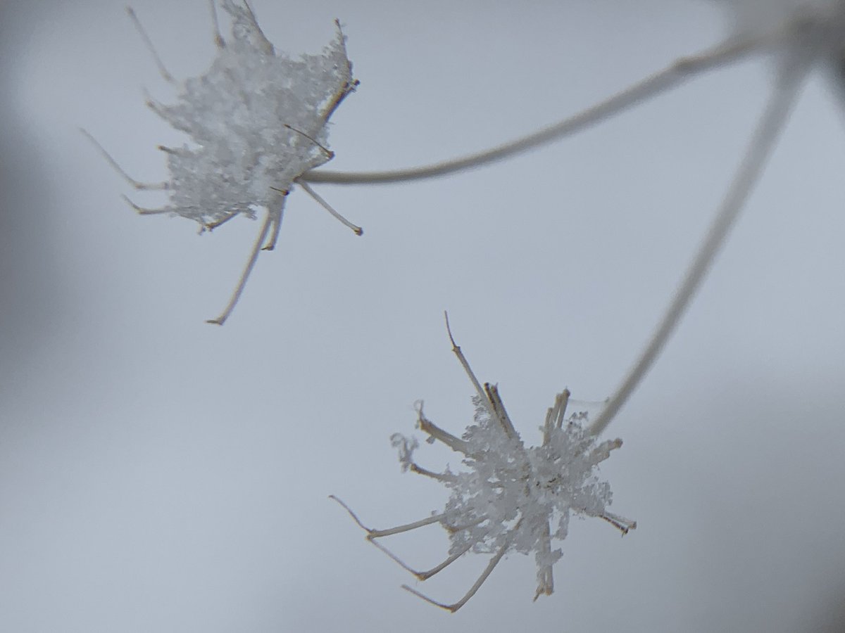 KellyKeairnes's tweet photo. A Frigid, Frosty, Frozen Friday, to You. Straight from my phone, no edit.
The Winter Warlock trying to summon a small amount of magic.
#FrigidFriday #FrostyFriday #FrozenFriday #WinterWarlock #Snow #FrickinFreezing #WindChillWarning #ElonMuskTweetViewCount https://t.co/LqFDjVSeEI