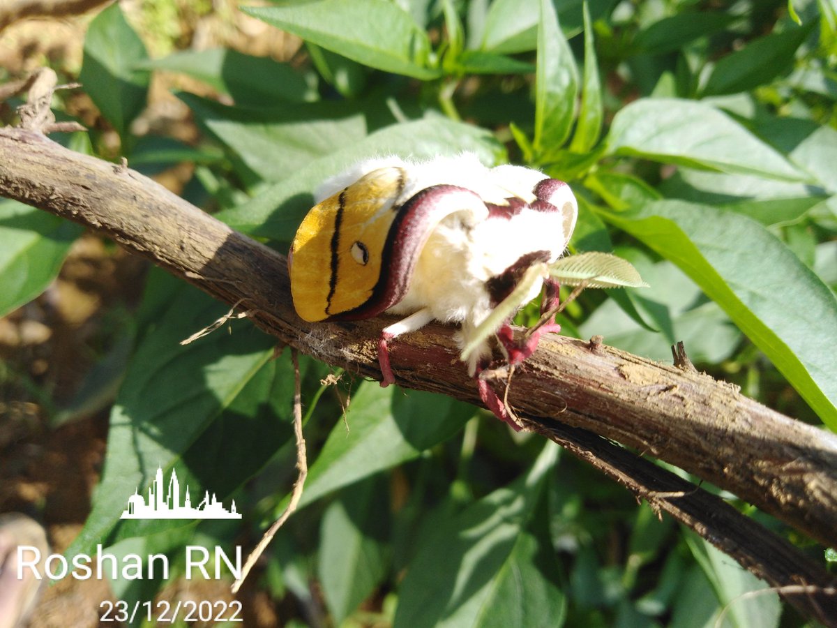 Roshan77547115's tweet photo. #butterfly
#23Dec2022
#23December2012 https://t.co/IgZtU4TpOm