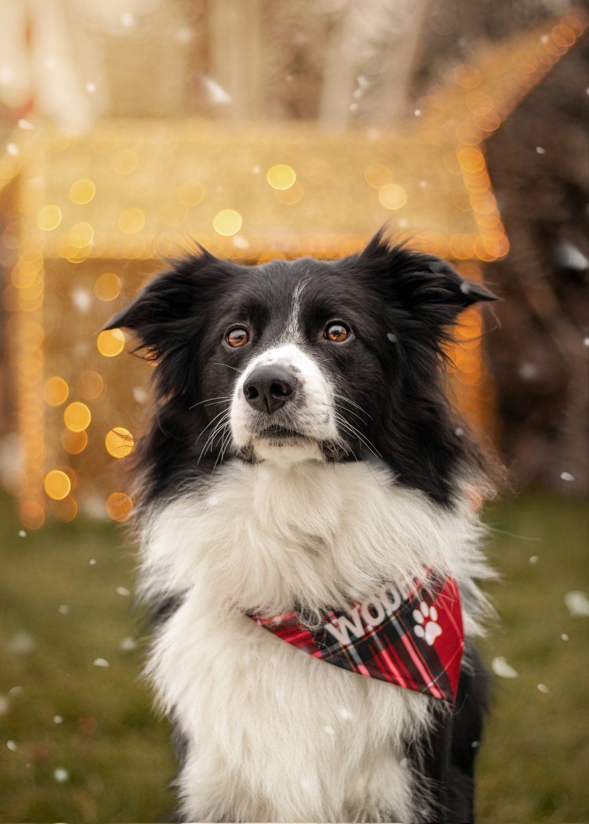Just__Alpha's tweet photo. Et bonnes fêtes de fin d'année ☃️❄️🐾 https://t.co/q1Vcd9HeDk