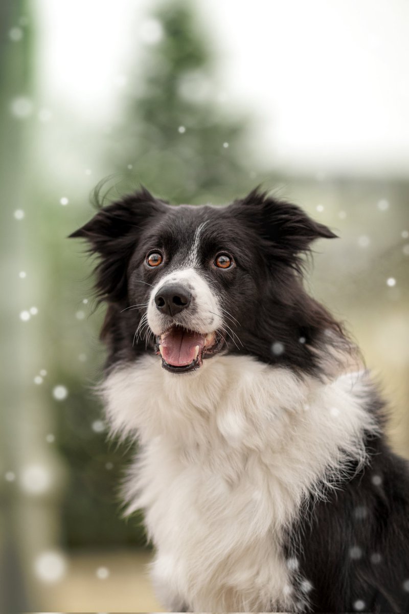 Just__Alpha's tweet photo. Et bonnes fêtes de fin d'année ☃️❄️🐾 https://t.co/q1Vcd9HeDk