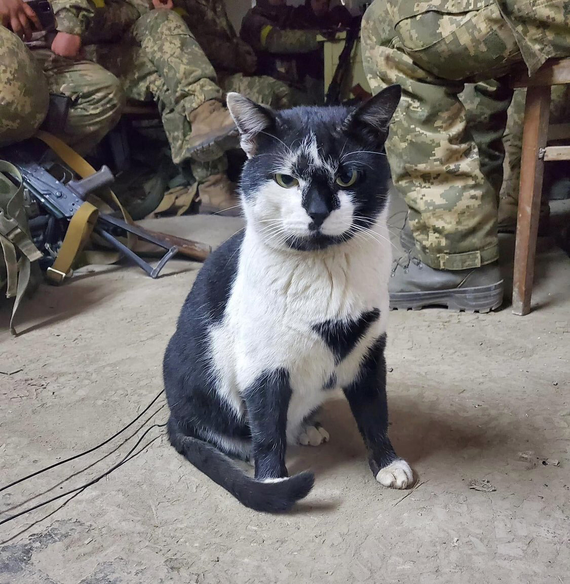 Today's Ukrainian cat---looks like he's in command of the whole darn army.