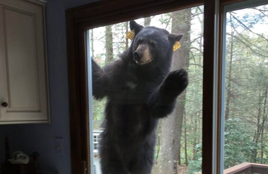 pourmecoffee's tweet photo. If you're cold they're cold, bring them Inside. https://t.co/4sL9tqgFSQ