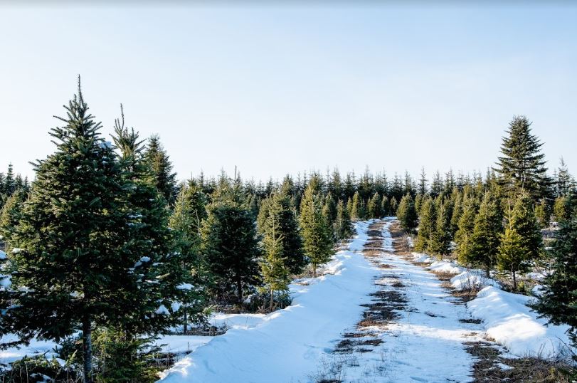 Its nearly that time, if you haven't got your real tree yet, visit our Tree Finder to locate a Choose &amp; Cut or Retail lot near you! 
iloverealtrees.com/find-your-tree…