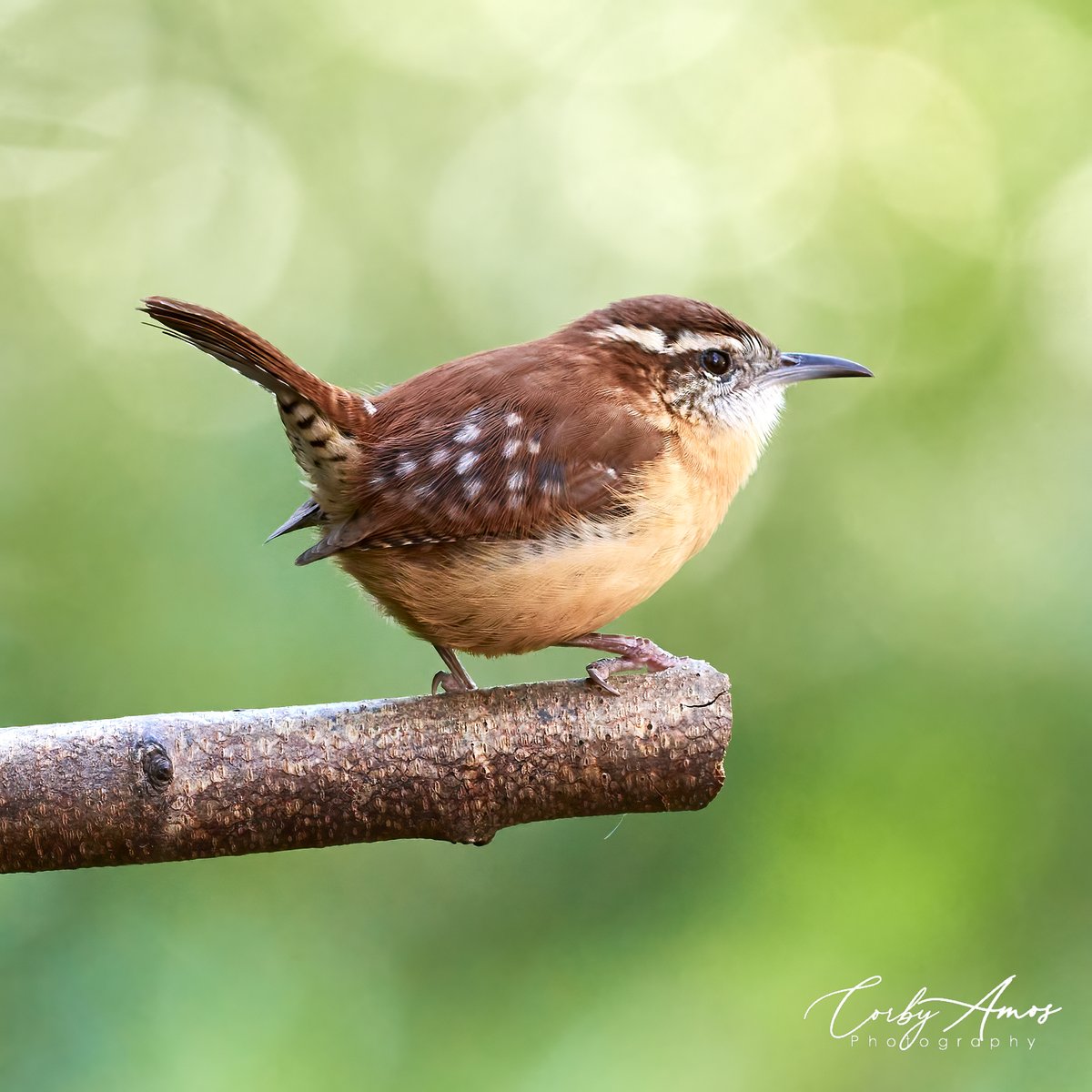 corbyamosphoto1's tweet image. Carolina Wren in the classic Wren pose.
.
.
#birdphotography #birdwatching #birding #BirdTwitter #twitterbirds #birdpics #carolinawren #Nikon