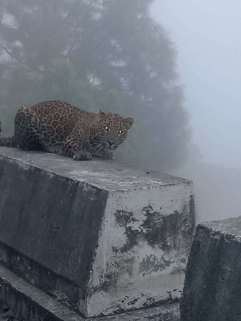 A picture sent by my friend from uttarakhand 

No words 
But im crying when will my time come to see majestic Beauty like this  
#uttrakhand #wildlifeofindia #leapord