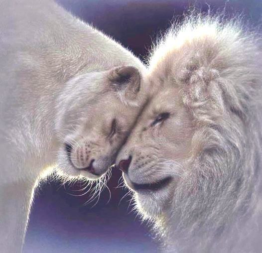 Pim & Ellen tweet media