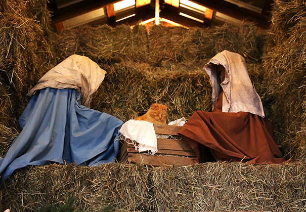 It's time for my favorite holiday tradition: cats taking one look at the holiest scene in all of Christendom and saying "Mine."