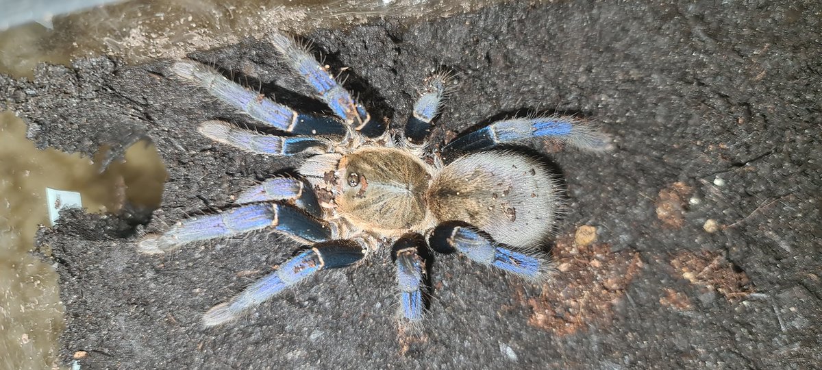 Arachneed_'s tweet photo. Haplopelma lividum https://t.co/XqR578E2JQ